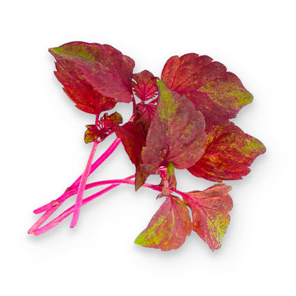 Wholesale Flavour Fields Micro Shiso Purple 3oz- Bulk