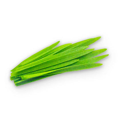 Wholesale Flavour Fields Wheatgrass- Bulk