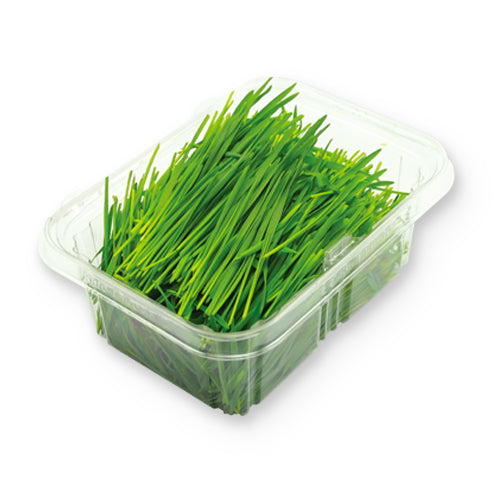 Wholesale Flavour Fields Wheatgrass- Bulk