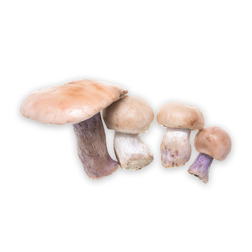 Wholesale Dix Farms Blue Foot Mushroom 3lb- Bulk