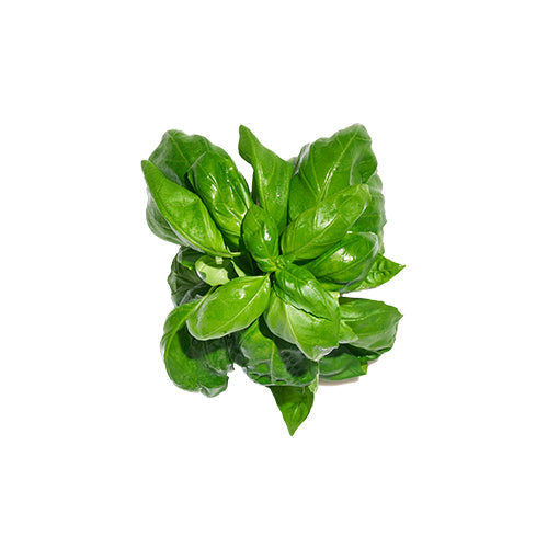 Wholesale Gotham Greens Hydro-with-Stem Fresh Herb Basil 2.2lb- Bulk