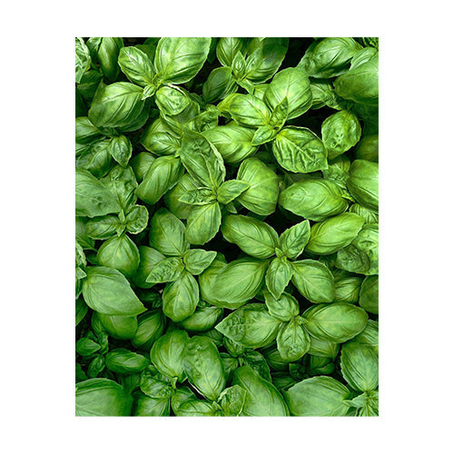 Wholesale Gotham Greens Hydro-with-Stem Fresh Herb Basil 2.2lb- Bulk