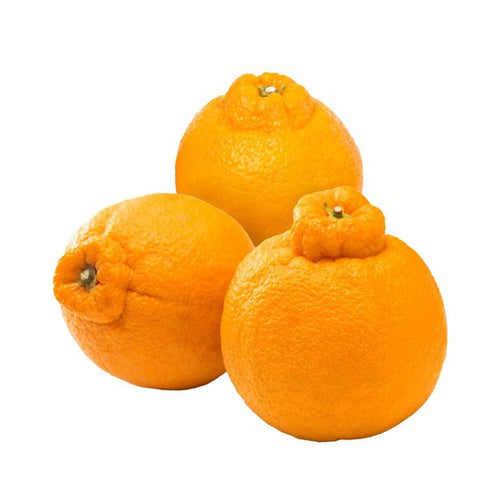 Wholesale Dix Farms Sumo Mandarins- Bulk