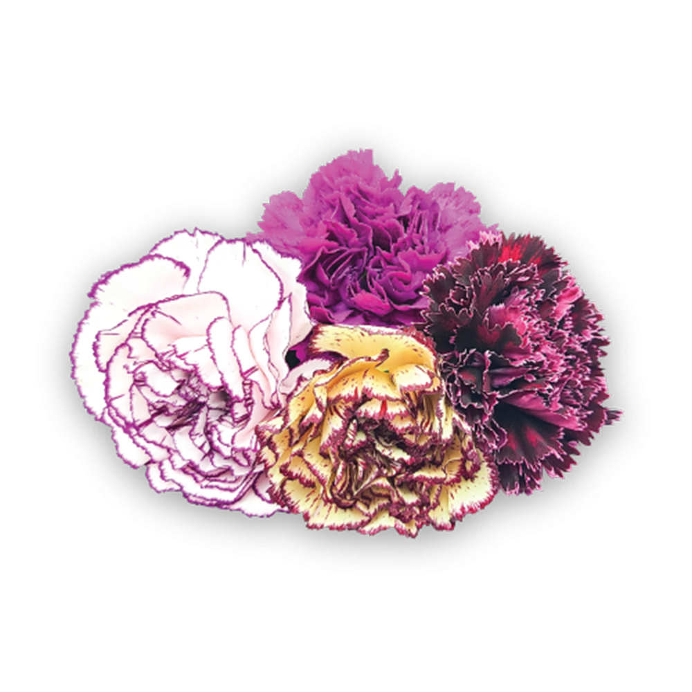 Wholesale Flavour Fields Blossom Carnation Lace Mix- Bulk
