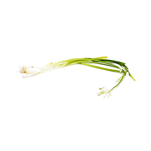 Wholesale Dix Farms Onion Wild Spring 5lb- Bulk