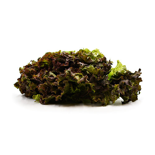 Wholesale Dix Farms Fresh Lettuce Red Leaf, Local- Bulk