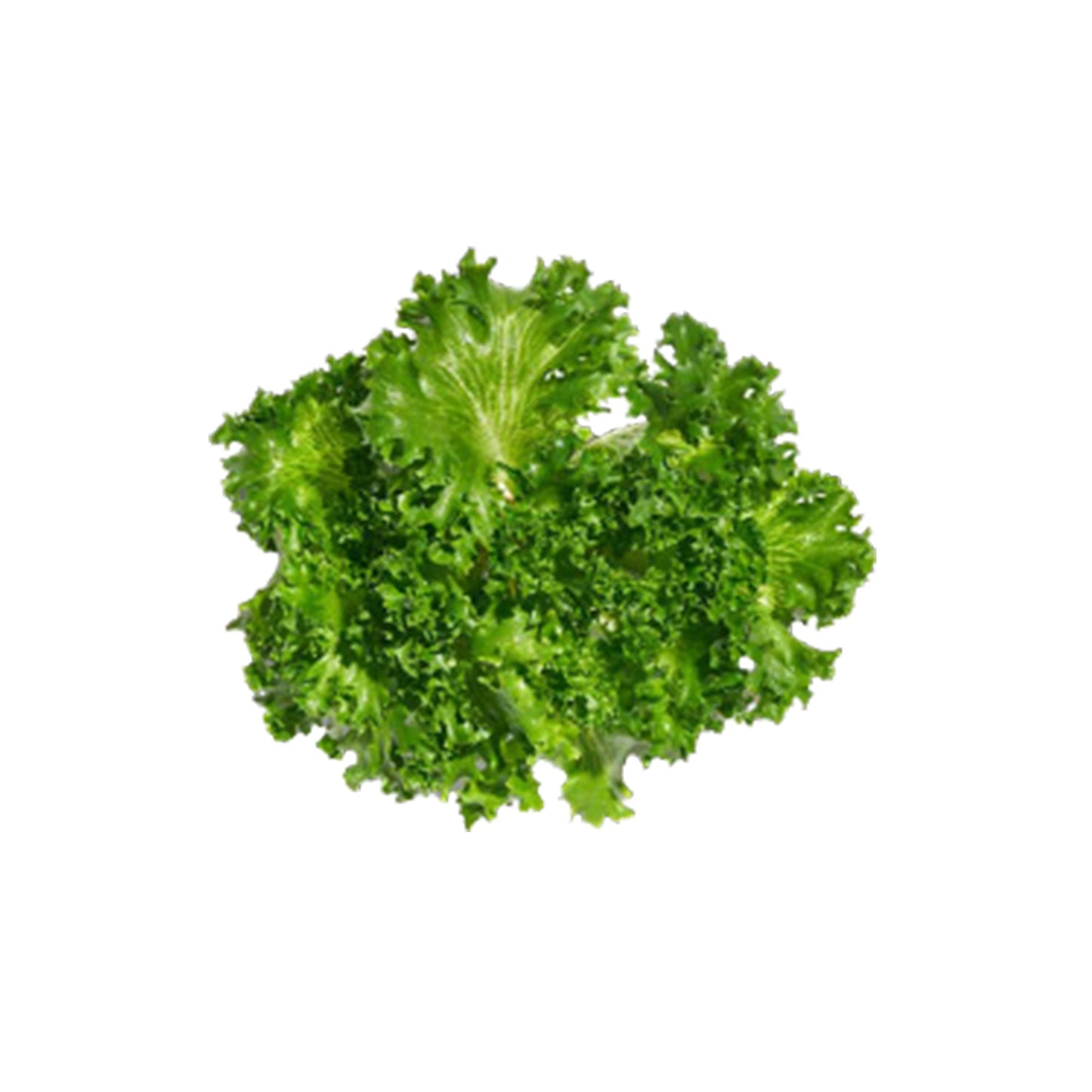 Wholesale Gotham Greens Crispy Green Leaf Lettuce 2.5lb- Bulk