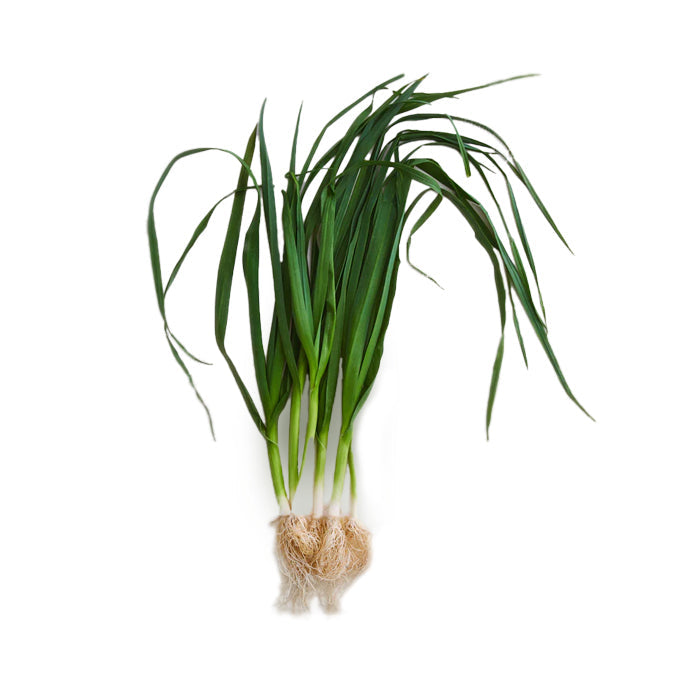 Wholesale Row 7 Sweet Garleek Organic- Bulk