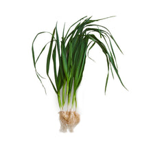 Wholesale Row 7 Sweet Garleek Organic- Bulk