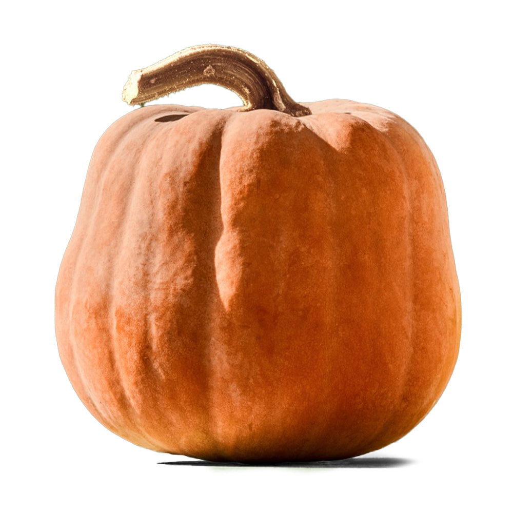 Wholesale Row 7 Organic Koginut Squash 35lb- Bulk