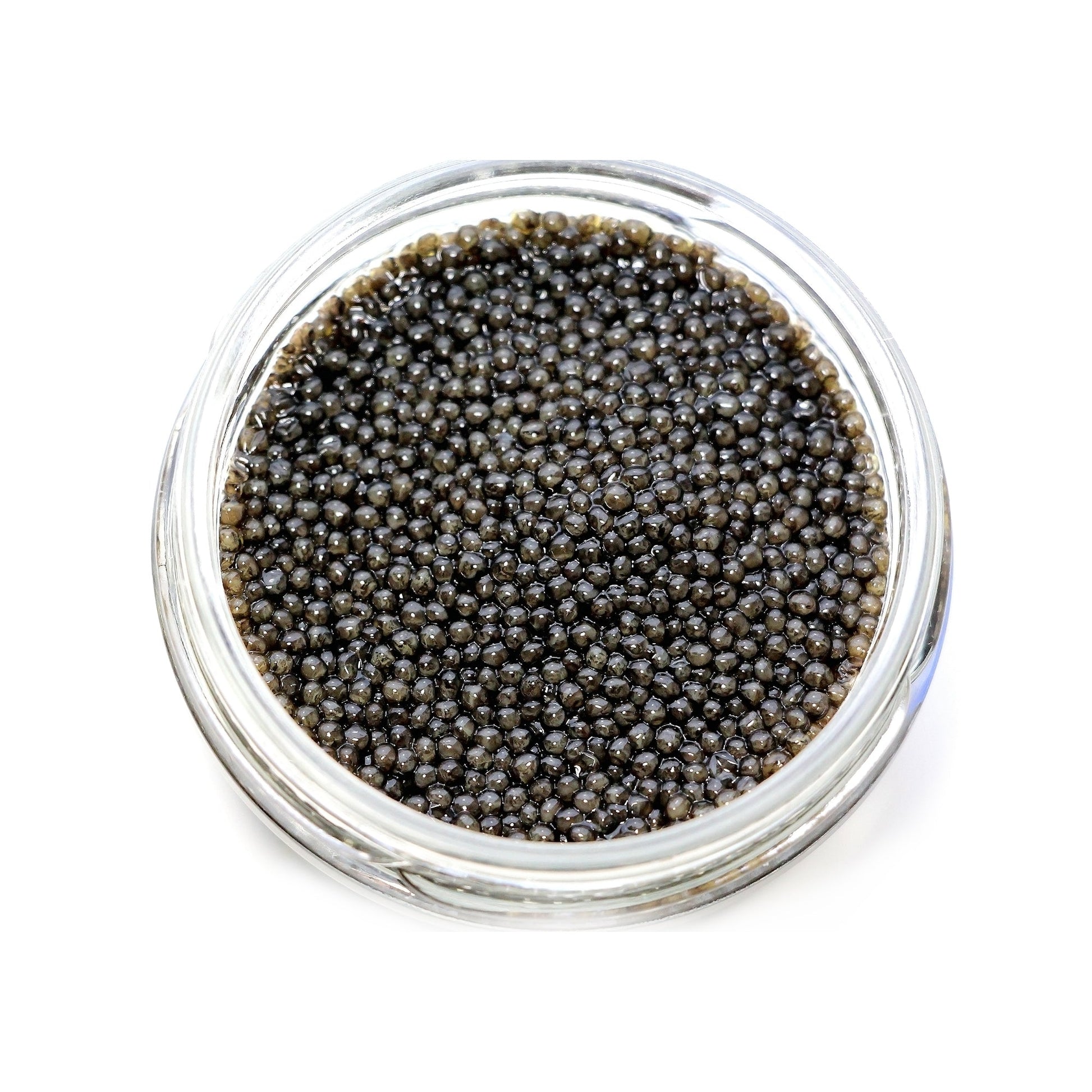 Wholesale Sasanian Siberian Baerrii Caviar 17.5oz- Bulk