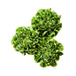 Wholesale Dix Farms Butter Cakes Green Lettuce- Bulk