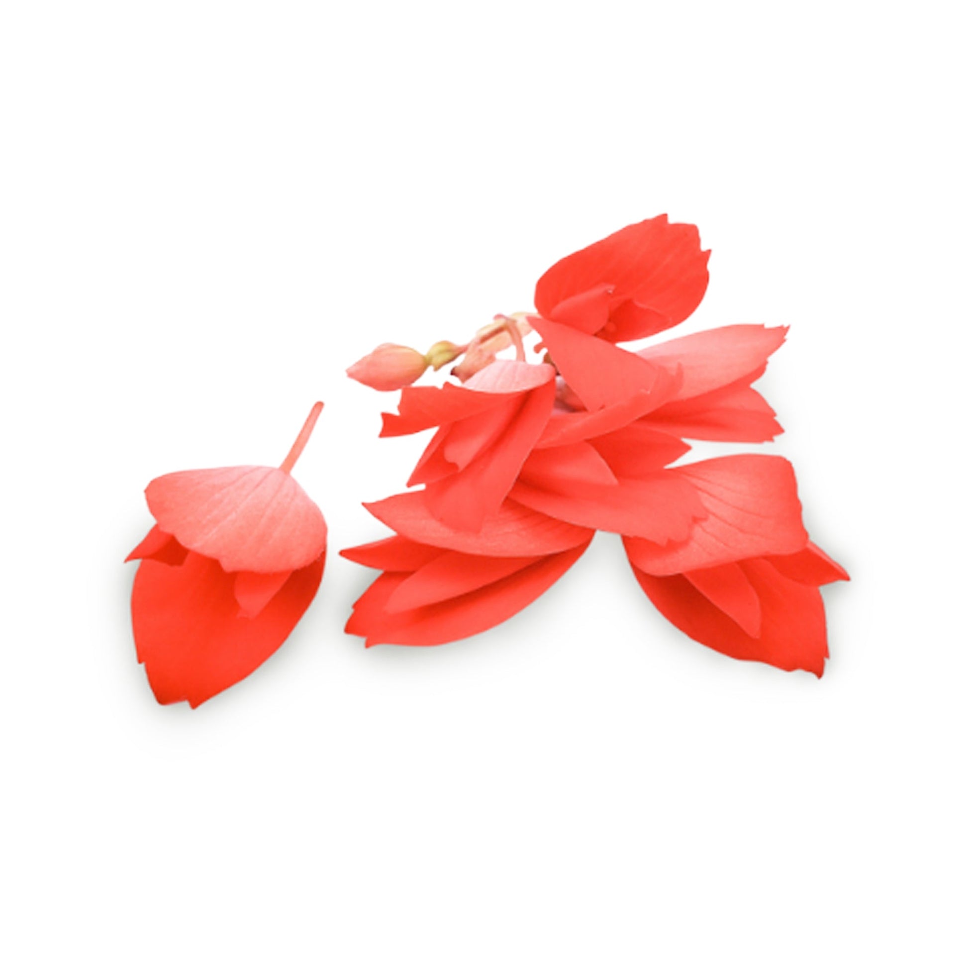Wholesale Flavour Fields Incan Begonias Blossom- Bulk