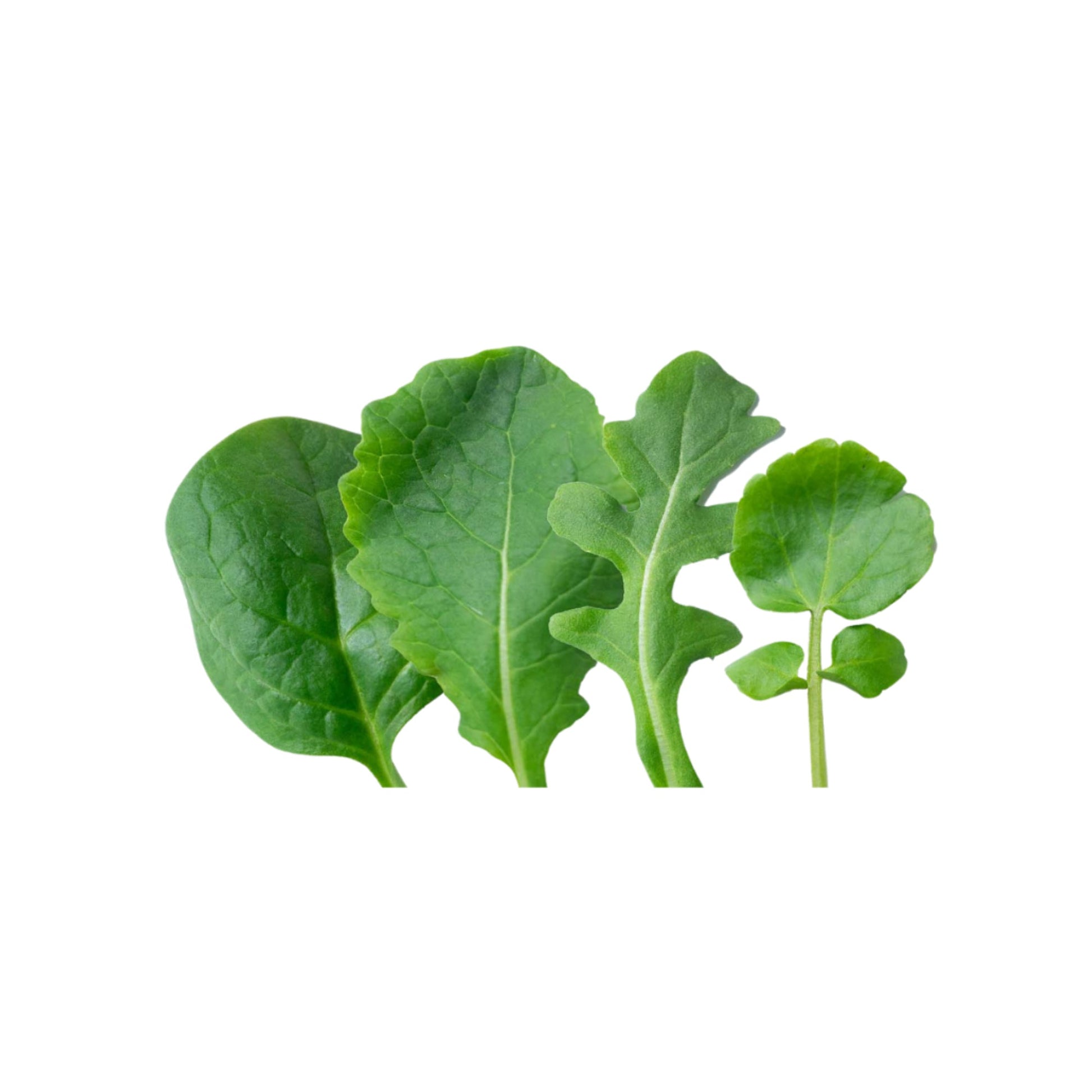 Wholesale B&W Quality Growers Power 4™ Lettuce Blend- Bulk