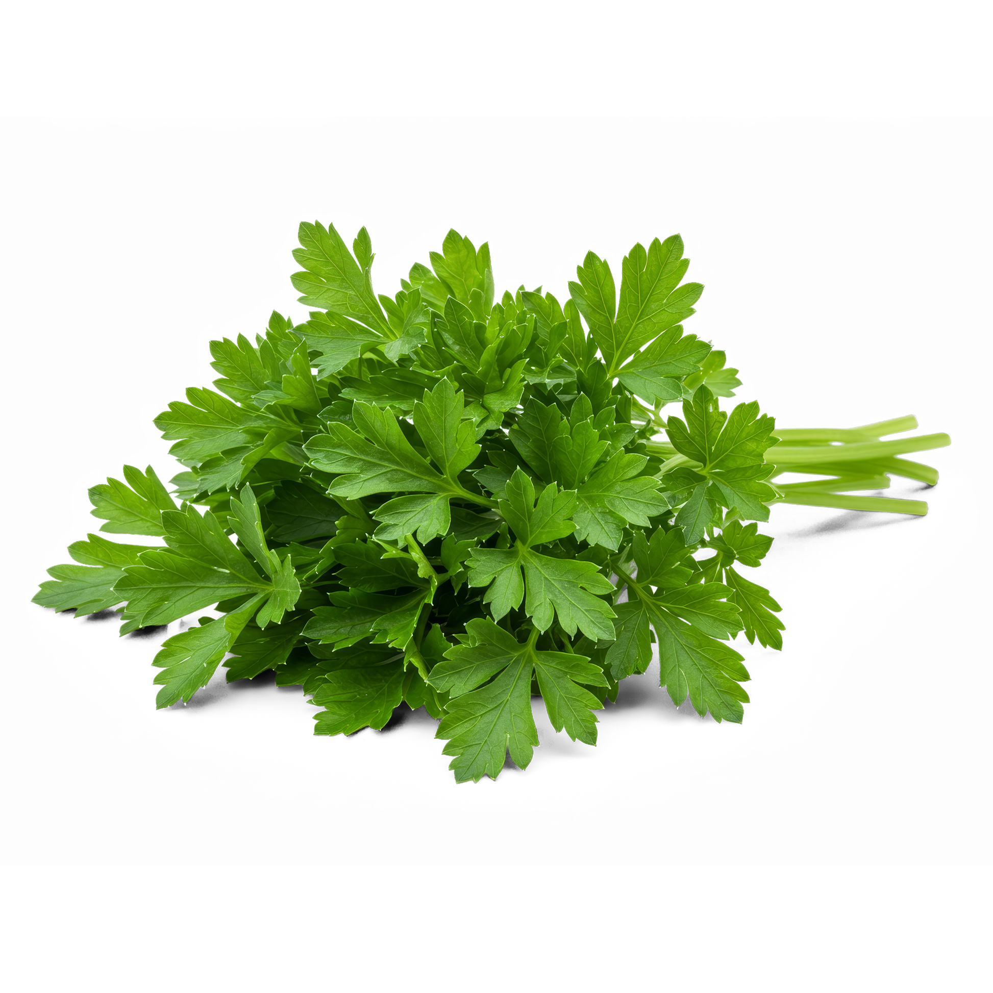 Wholesale Dix Farms Flat Parsley 20lb- Bulk