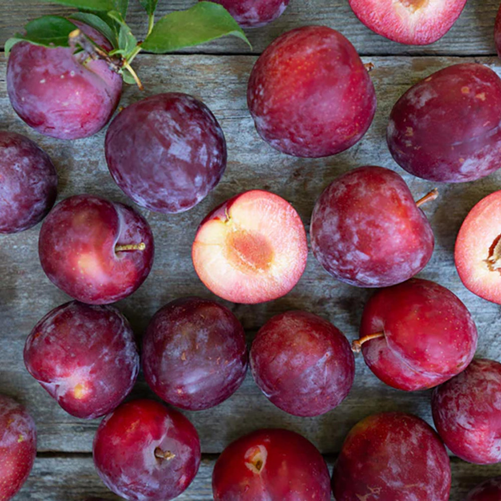 Wholesale Frog Hollow Farm Pluot Flavor King Org 10lb- Bulk