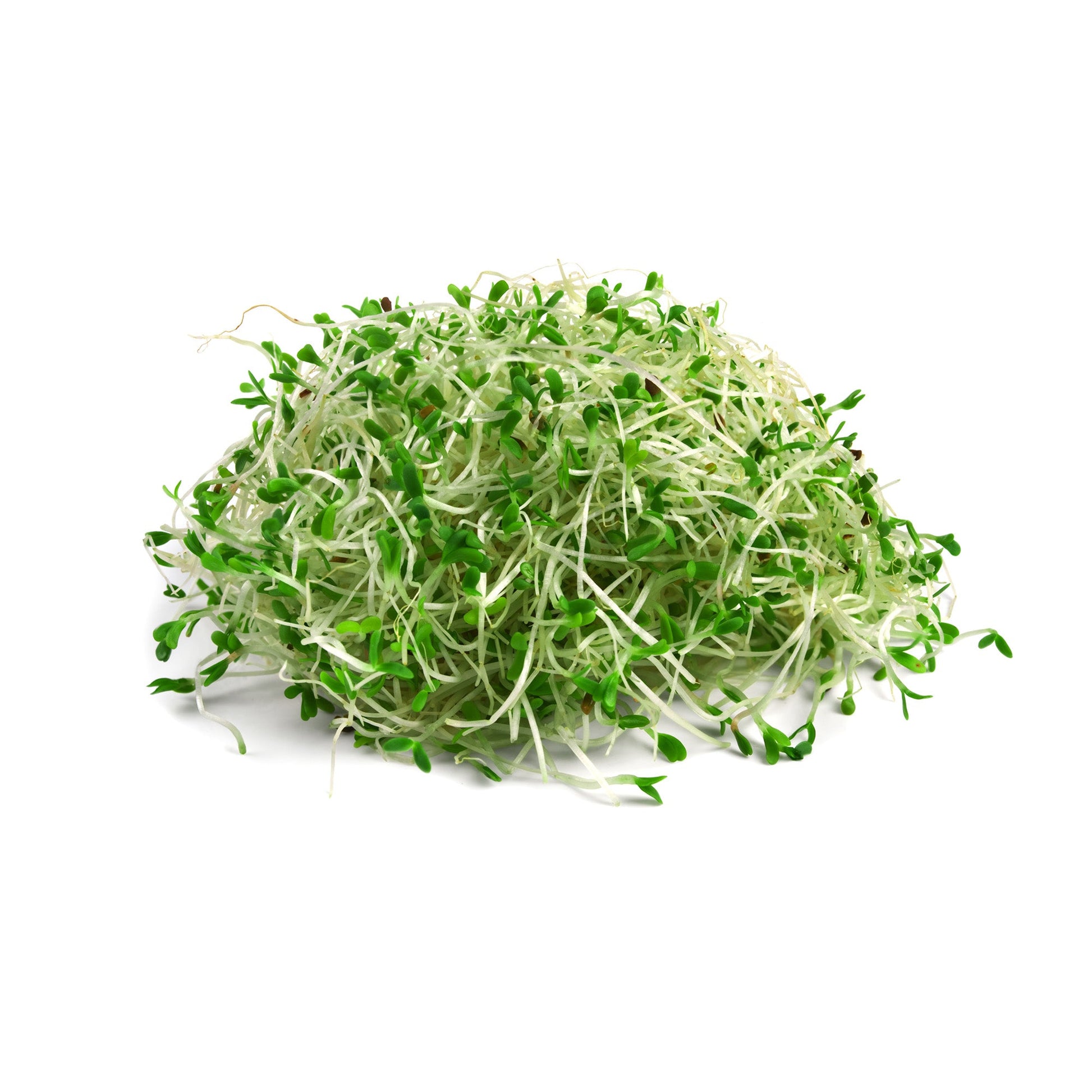 Wholesale Dix Farms Organic Alfalfa Sprouts 4oz- Bulk