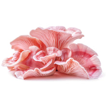 Wholesale Dix Farms Pink Oyster Mushroom 3lb- Bulk