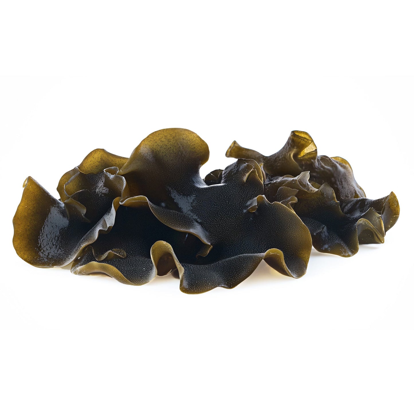 Wholesale Dix Farms Woodear Mushrooms 3lb- Bulk