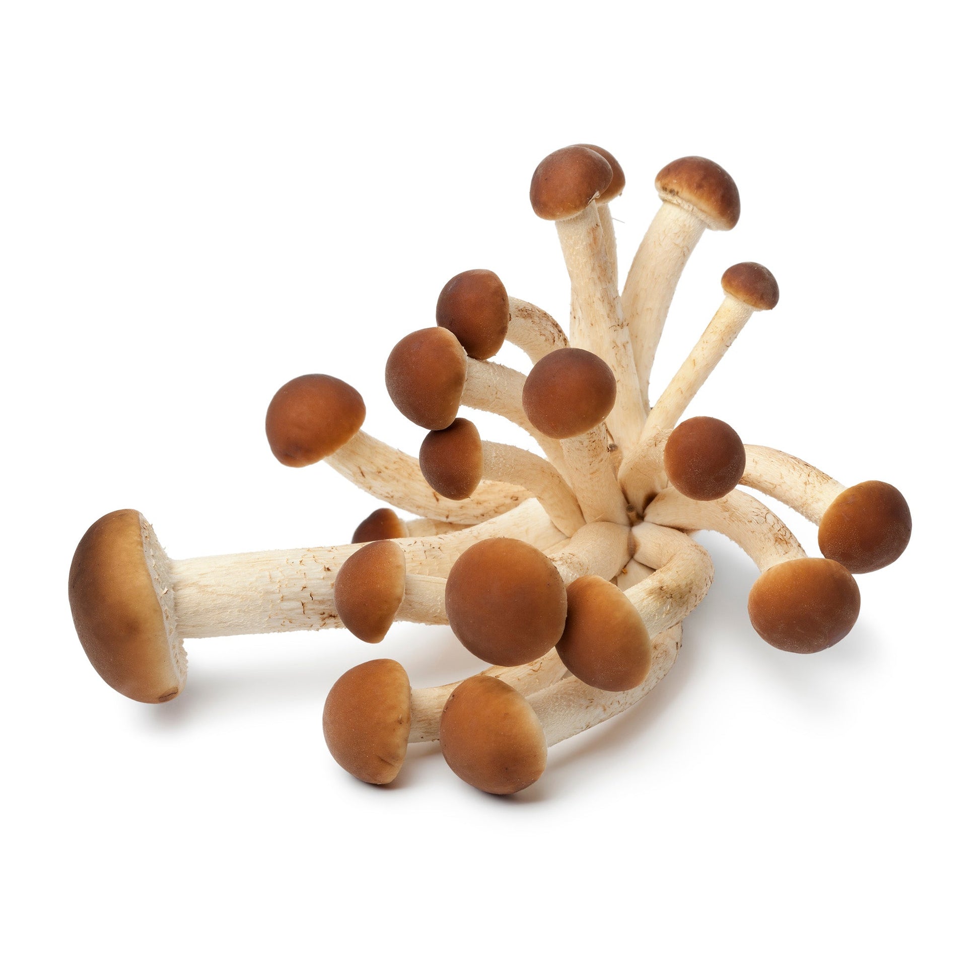 Wholesale Dix Farms Pioppino Mushrooms 3lb- Bulk