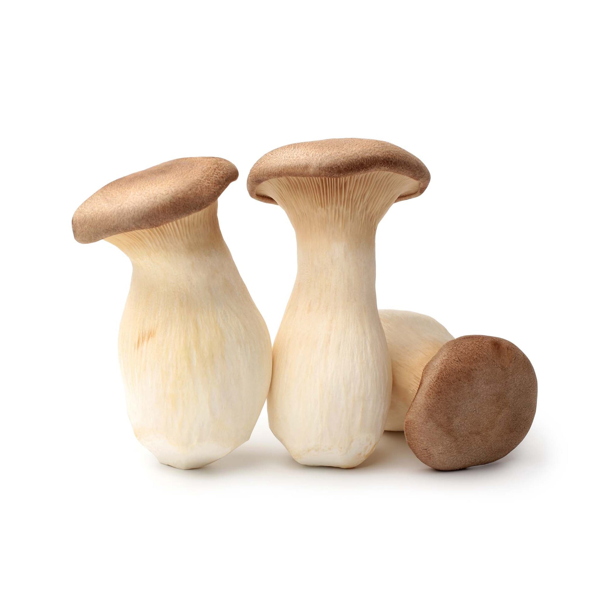 Wholesale Local Farm King Trumpet Mushrooms 3lb- Bulk