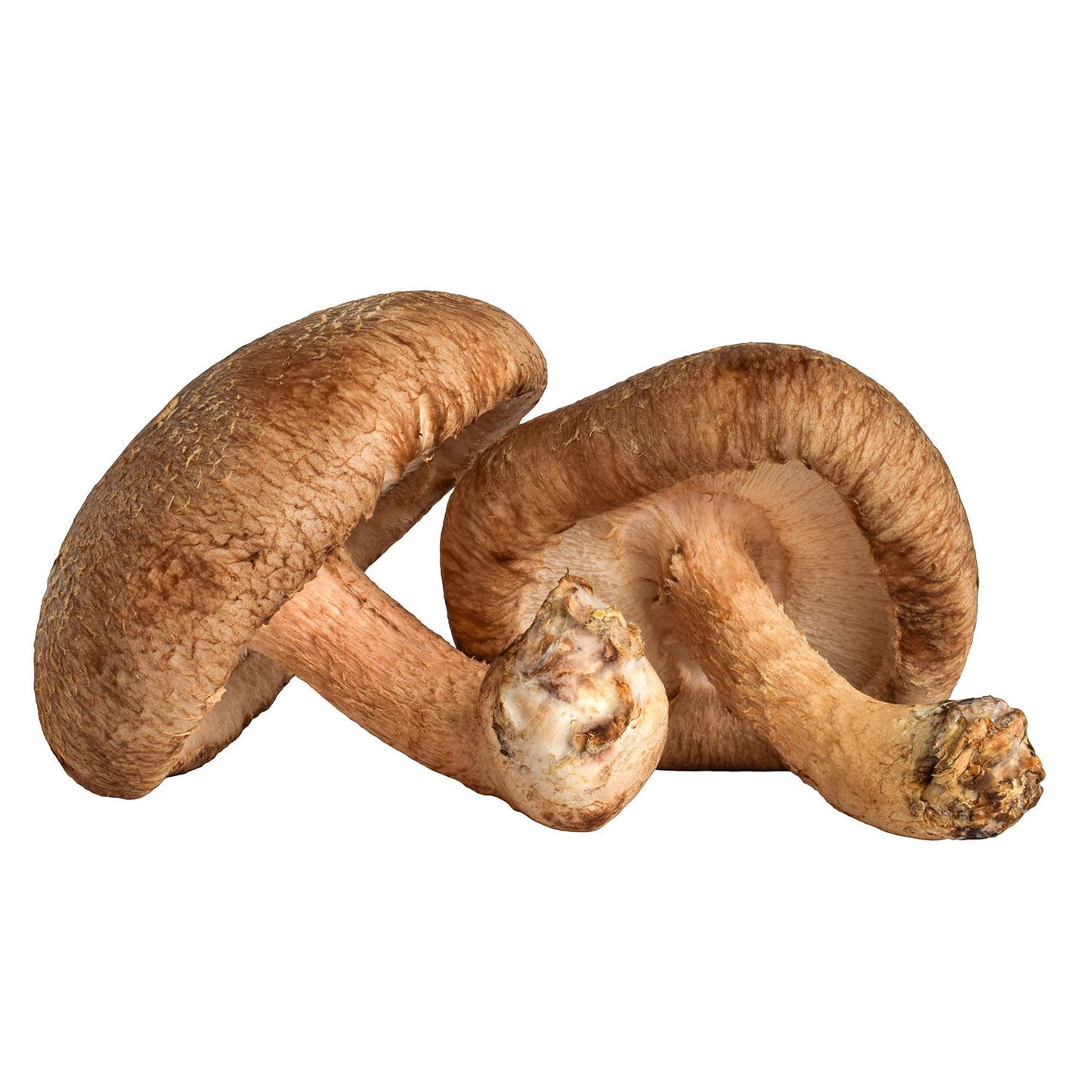 Wholesale Local Farm Shiitake Mushroom Xl 3lb- Bulk