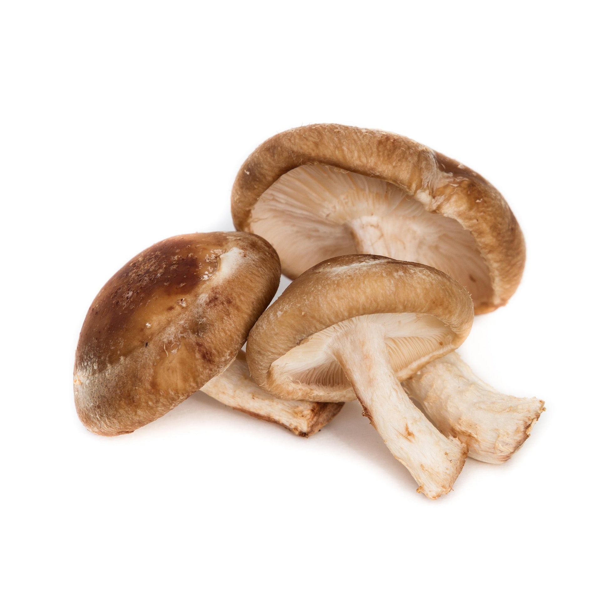 Wholesale Dix Farms Shiitake Mushrooms #2 5lb- Bulk