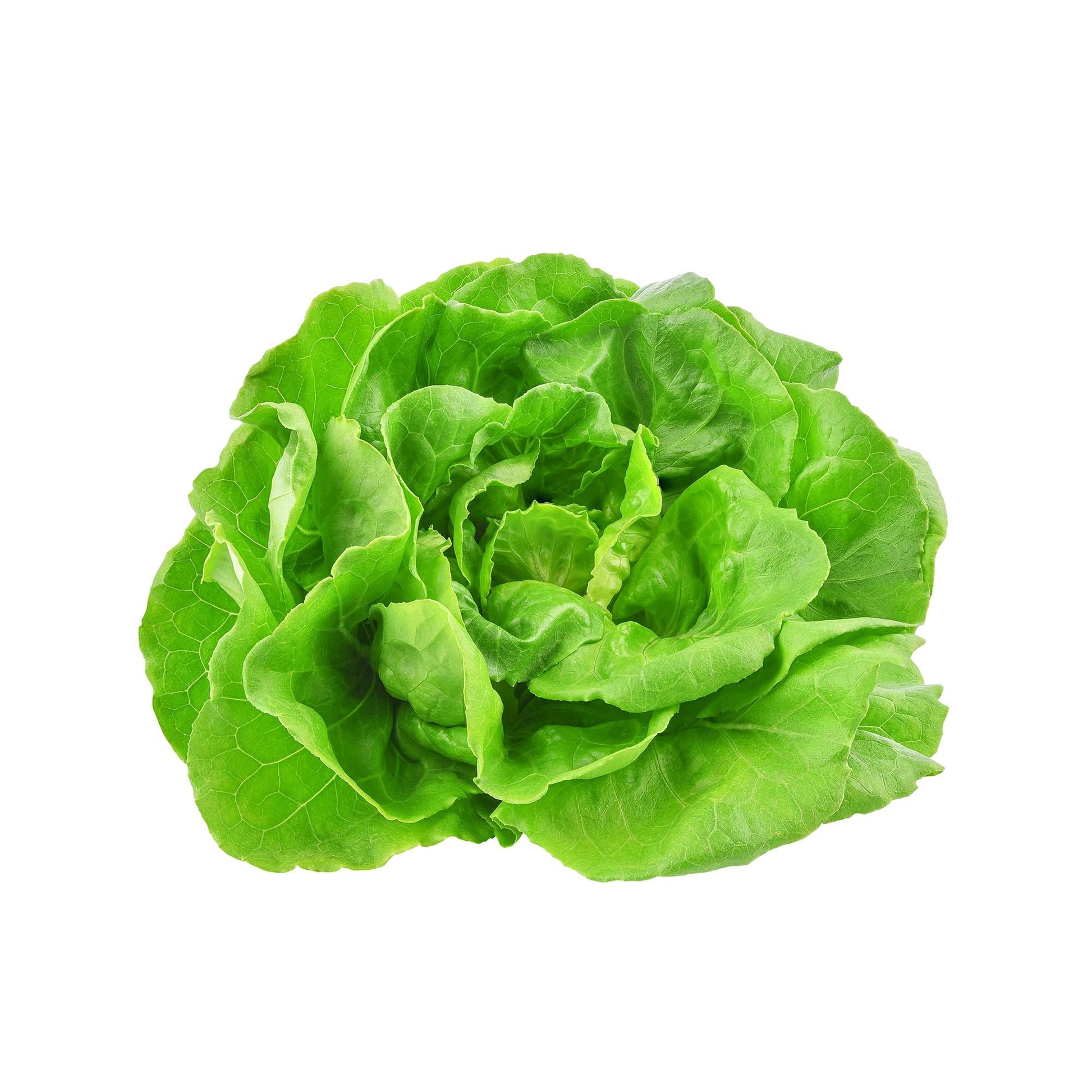 Wholesale Cubic Acres Local Romaine Lettuce 3lb- Bulk