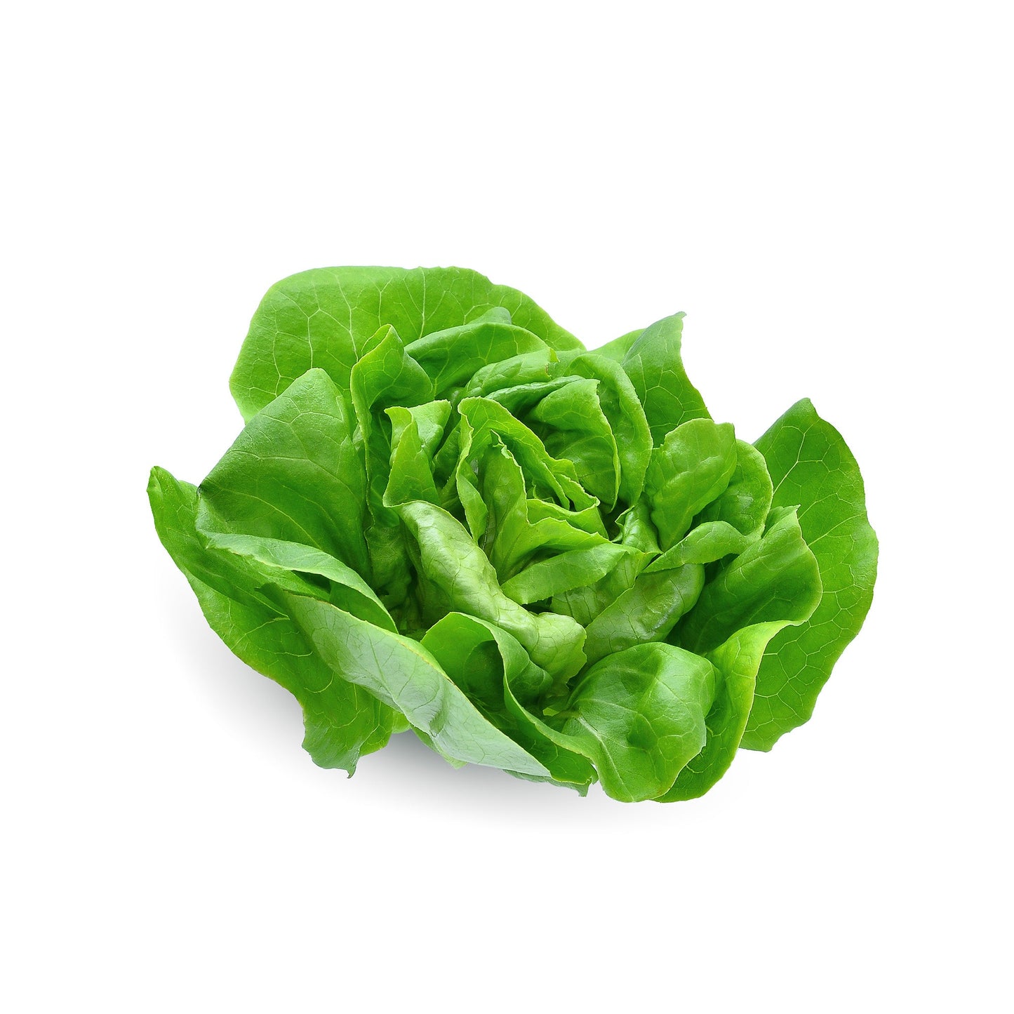 Wholesale Cubic Acres Local Sandwich Lettuce 3lb- Bulk