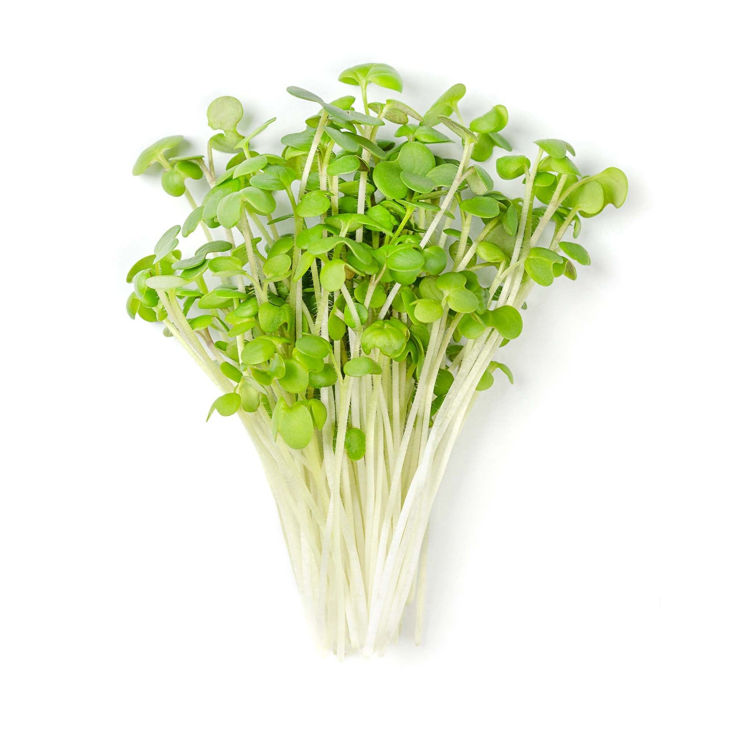 Wholesale Koppert Cress Micro Mustard Greens 4oz- Bulk