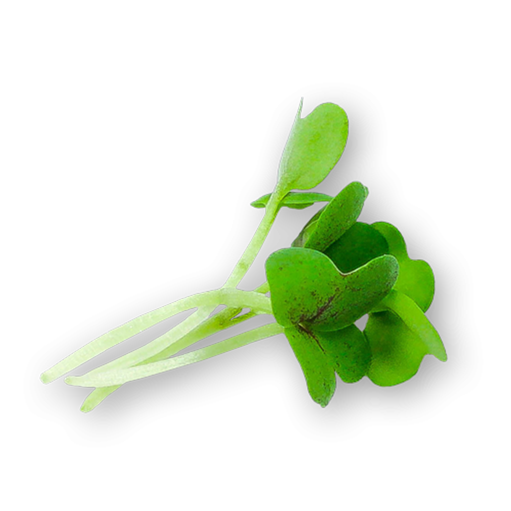 Wholesale Koppert Cress Micro Mustard Greens 4oz- Bulk