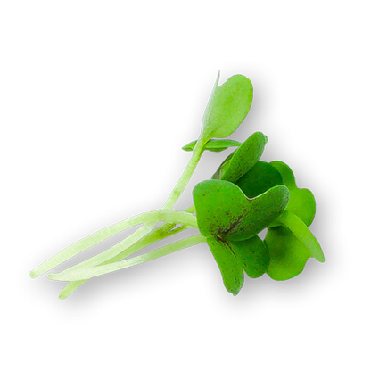 Wholesale Koppert Cress Micro Mustard Greens 4oz- Bulk