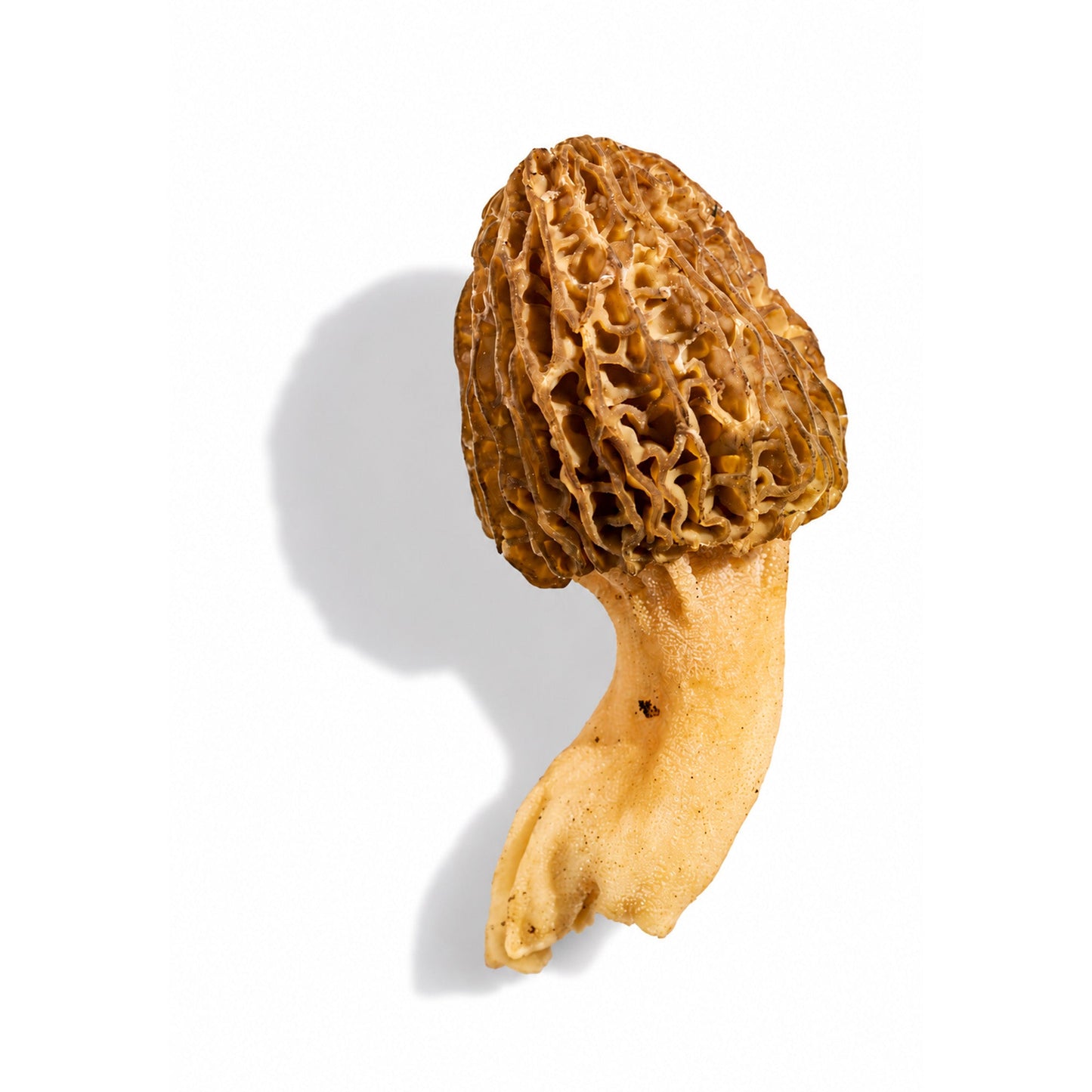 Wholesale Dix Farms Label Blonde Morel Mushrooms 3lb- Bulk
