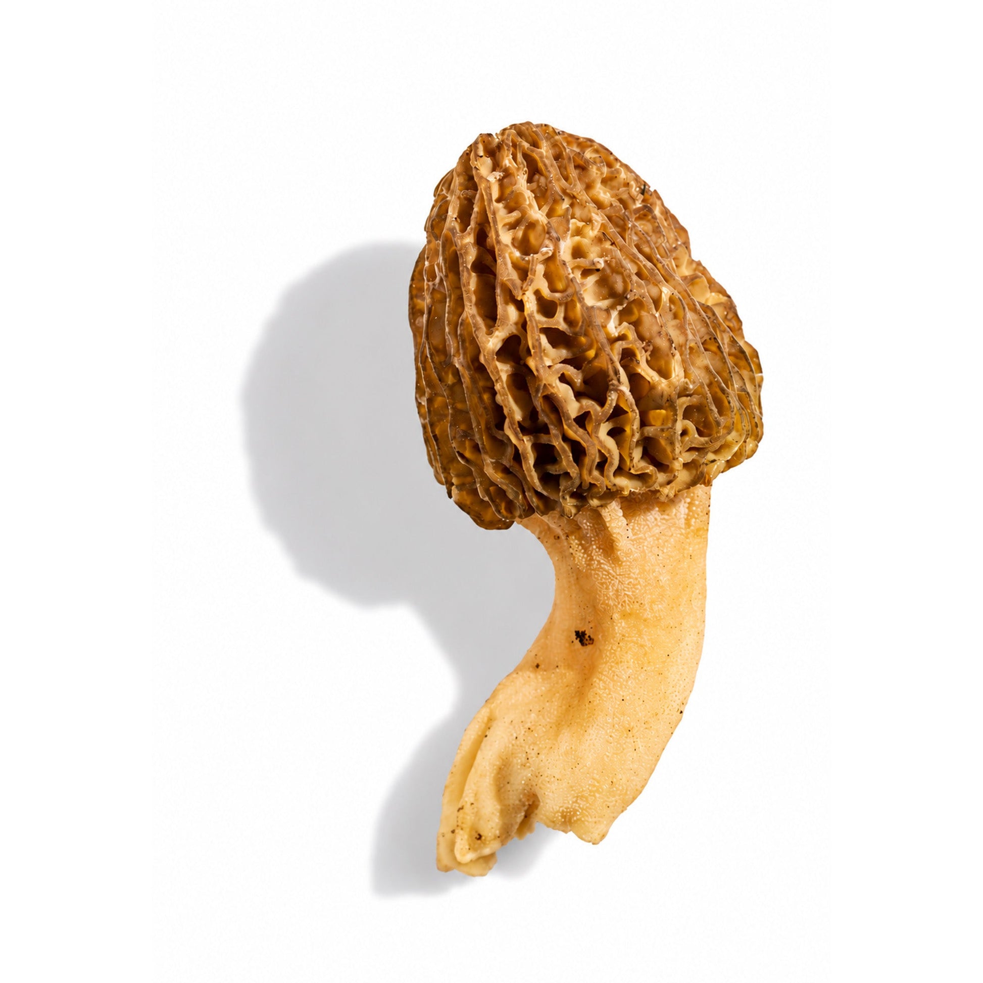 Wholesale Dix Farms Label Blonde Morel Mushrooms 3lb- Bulk