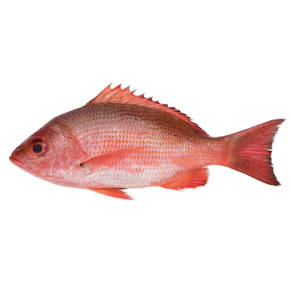 Wholesale Wild Case 2-4Lb Whole American Red Snapper- Bulk