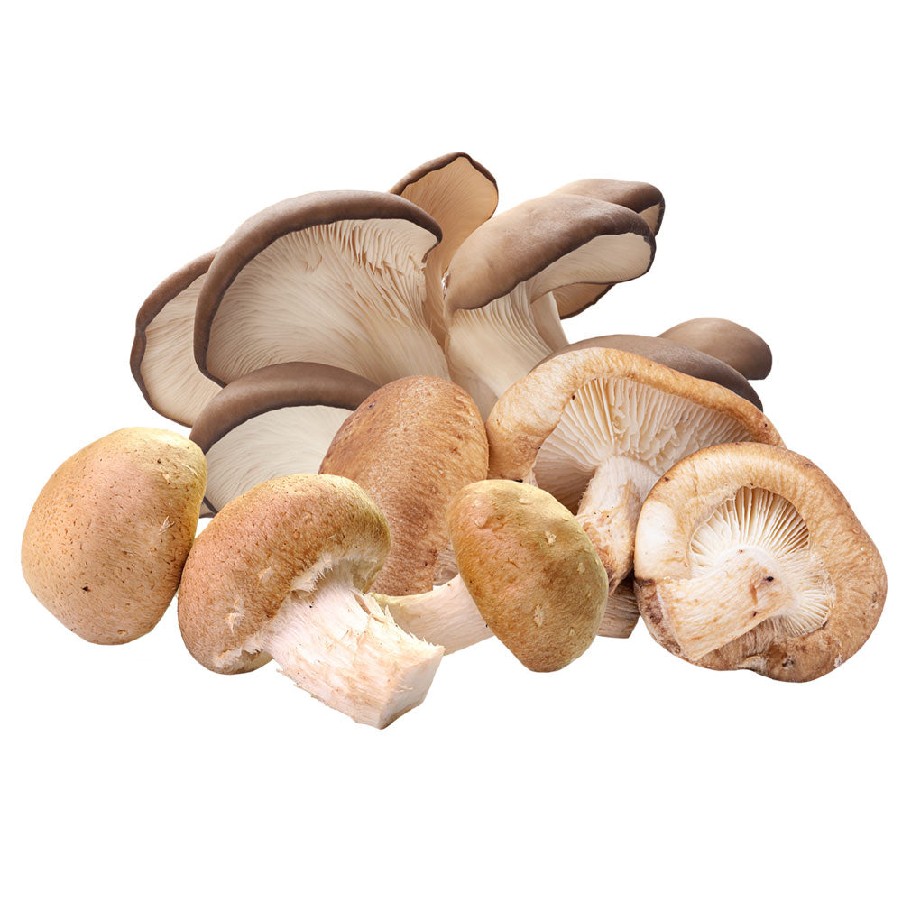 Wholesale Phillips Case Variety Exotic Mushroom- Bulk