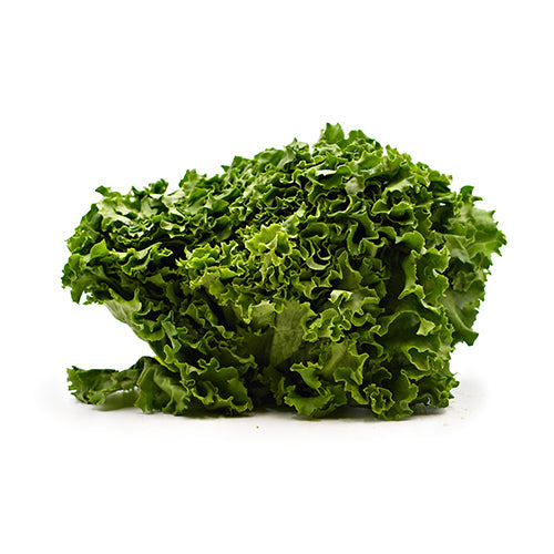 Wholesale Dix Farms Green Leaf Lettuce, Local- Bulk
