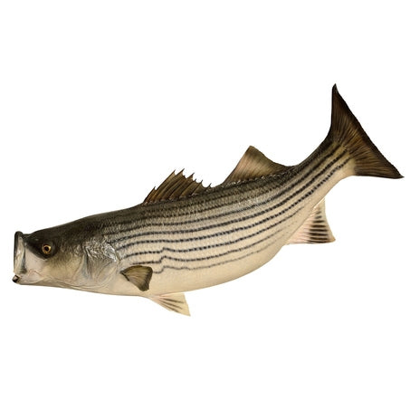 Wholesale Farmed Usa Case Whole Farmed Striped Bass Scaled & Gutted- Bulk