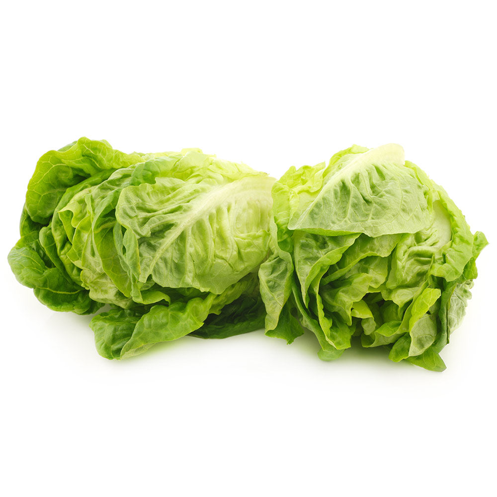 Wholesale Andy Boy Case Little Gem Lettuce- Bulk
