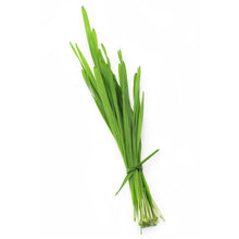 Wholesale Koppert Cress Case Wheat Grass- Bulk