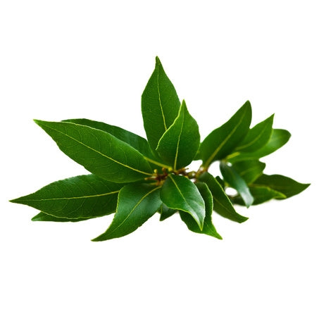 Wholesale Produce Exp Case Fresh Bay Leaf- Bulk