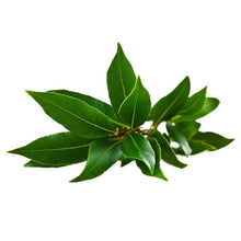 Wholesale Produce Exp Case Fresh Bay Leaf- Bulk