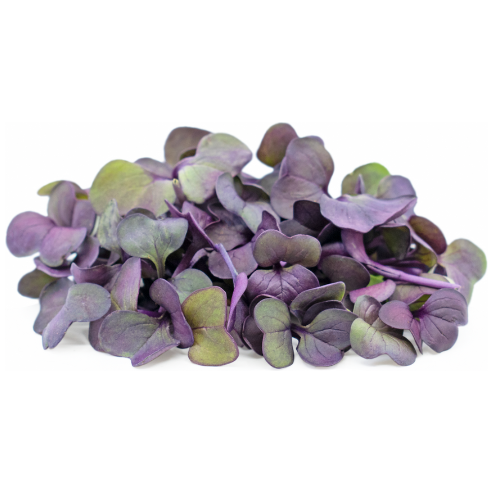 Wholesale Koppert Cress Case Micro Ruby Radish- Bulk