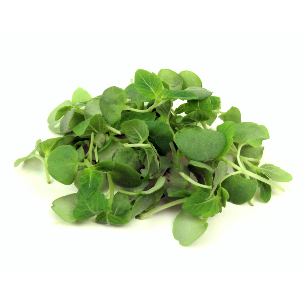 Wholesale Micro Shiso Green | 8 oz- Bulk