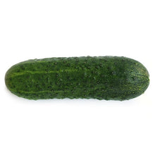 Wholesale BoxNCase Case Kirby Cucumber- Bulk