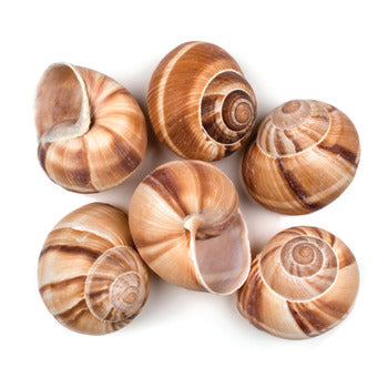 Wholesale Sabarot Snail Shells- Bulk