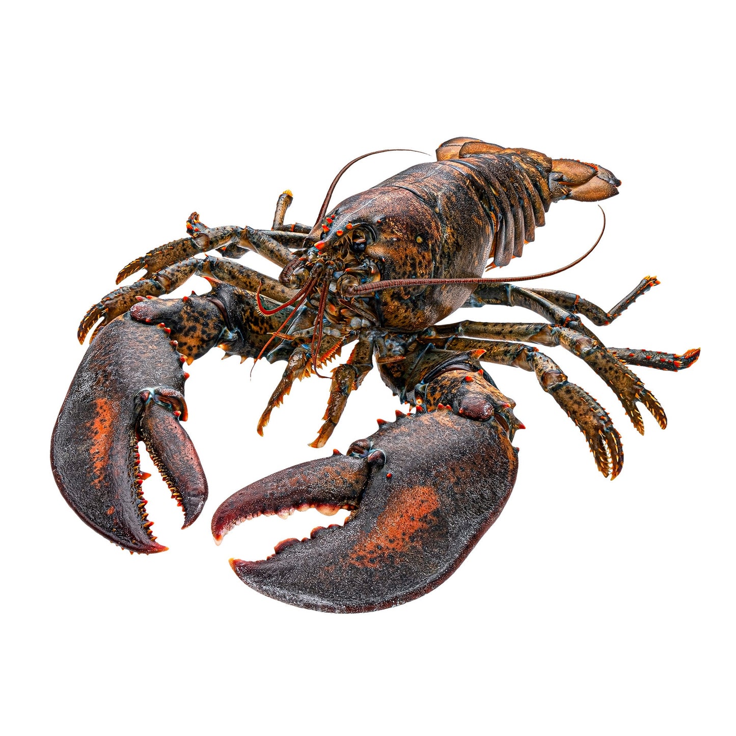 Wholesale Dix Farms Live Lobster Culls, 1.25+ Lb 1.25lb- Bulk