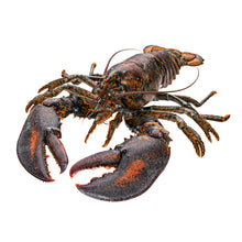 Wholesale Dix Farms Live Lobster Culls, 1.25+ Lb 1.25lb- Bulk