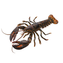 Wholesale Dix Farms Live Lobster, 1.5 Lb 1.5lb- Bulk