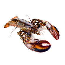 Wholesale Dix Farms Live Lobster, 1.25 Lb 1.25lb- Bulk